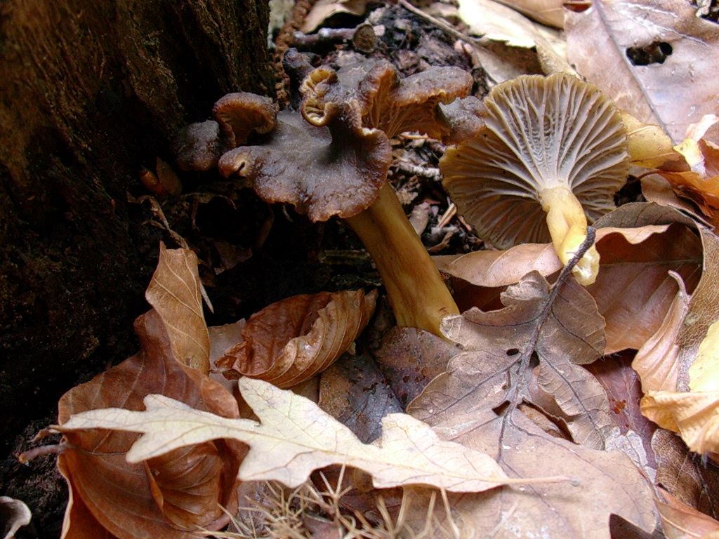 1835 Novembre vecchio ritrovamento